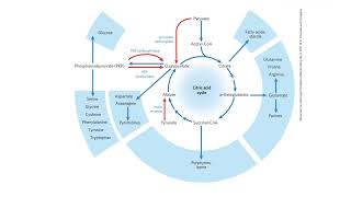 TriCarboxylicAcid TCA cycle aka Citric Acid Cycle Krebs cycle as a central metabolic hub [upl. by Lledraw]