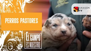 Perros pastores que quotapuntan manerasquot [upl. by Artemed]