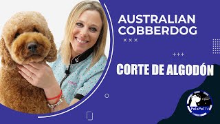 PELUQUERÍA CANINA AUSTRALIAN COBBERDOG FREE STYLE CORTE CON TIJERAS LIDIA LÓPEZ [upl. by Menken]