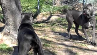 big blue cane corso breeding happening 2 2013drake and bella [upl. by Hamann]