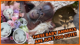 These Baby Animals Are Just Too Cute 🥰  PAWSOME PETS [upl. by Aicirtal]