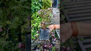 Begonia Plants Available for Sale at Pabitra Garden Beautify Your Spaceshorts shortvideo garden [upl. by Aerehs]