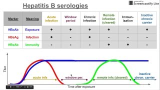 Hepatitis B serologies [upl. by Eduardo]