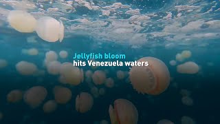 Jellyfish bloom hits Venezuela waters [upl. by Icat193]