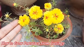 How to Grow Portulaca from Cuttings [upl. by Nohj]