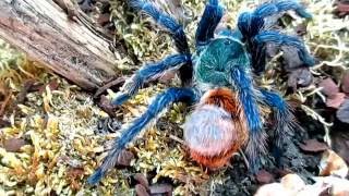 Chromatopelma cyaneopubescens  Blase am Abdomen [upl. by Giannini]