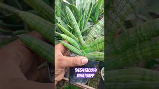 Cylindrica var patula sansevieria Boncel available for sale 200₹ eachcourier 9654130014 whatsapp [upl. by Madelyn]