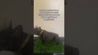 Dog Grass Delivered to Your Door [upl. by Goltz]