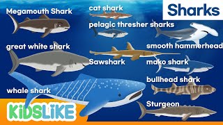 SharksEnglish Childrens Animation [upl. by Alithia]