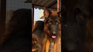 German shepherd dog  German shepherd puppies  German shepherd Kennal  Gsd Indian  dog [upl. by Aynekat]