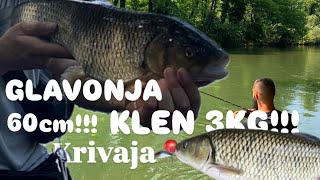 Rijeka KRIVAJA NAJVEĆI KLEN U lavoru bez merodova 60cm 3KG [upl. by Silohcin]