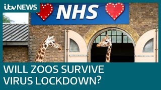 Zoos fear they will have to shut their gates for good amid coronavirus crisis  ITV News [upl. by Vtehsta]