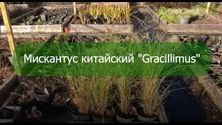 Мискантус Gracilimus [upl. by Enymzaj]