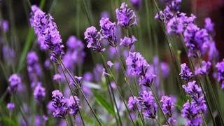 Lavender angustifolia or lavandula officinalis [upl. by Luhem]