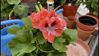 Mr Pelargonium Regal Hybrids  Part 2 [upl. by Rexanna]