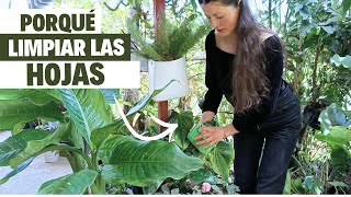 ESTO pasa si NO limpias las hojas de tus plantas  Limpiando las hojas de mis plantas  Jardín Diaz [upl. by Amocat853]