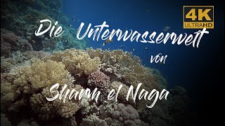 Schnorcheln ÄgyptenUnterwasserwelt von Sharm el NagaTauchen ÄgyptenSnorkeling EgyptDiving RedSea [upl. by Biron]