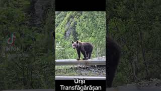 Ursi ❤️ Transfăgărășan ❤️🤗🐻‍❄️ [upl. by Aniluj]