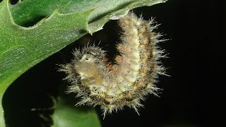 Caterpillar Changes To Cocoon Timelapse  How Caterpillars Make Cocoons [upl. by Melany]