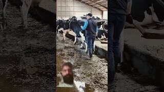 Cleaning The Cowshed farm cow cowshed satisfying agriculture farm farming dance walmartvlog [upl. by Susette]