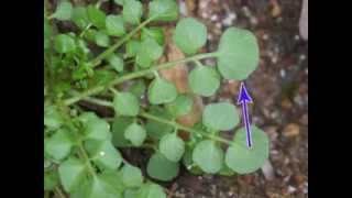 Plant portrait  Hairy bittercress Cardamine hirsuta [upl. by Notlok]