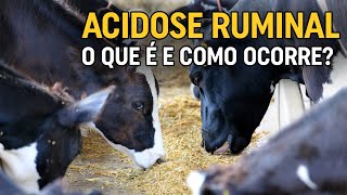 O QUE É E COMO OCORRE A ACIDOSE RUMINAL [upl. by Olenolin]