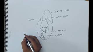 how to draw cnidoblast I ANIMAL KINGDOM I CHAPTER 4 I CLASS 11 BIOLOGY I NCERT [upl. by Lednor]