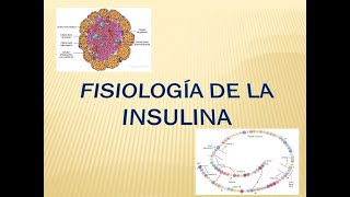 Fisiología de la insulina Sistema Endocrino [upl. by Roselia]