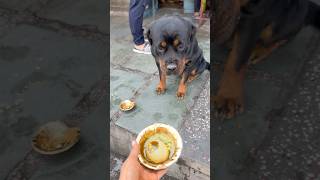 Rottweiler Bubzee Ki Ollie Ne Mate Karne Ke Baad Khaaye Gol Gappe shorts rottweiler dogs trend [upl. by Elwin]