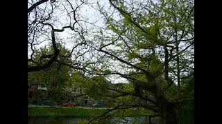 Old Ginkgo biloba Horizontalis in Leiden [upl. by Loredo686]