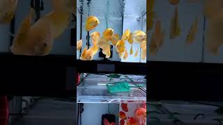 Discus Fish Collection discusfish videoshort YDAFP [upl. by Waly]