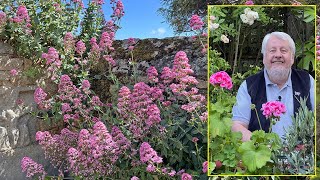 CONNAISSANCE ET UTILISATION DES VALÉRIANES ORNEMENTALES ET MÉDICINALES Le quotidien du jardin N°205 [upl. by Esiole]