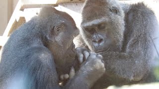 日向ぼっこする母ゴリラに寄り添う最愛の息子達⭐️Gorilla【京都市動物】When Genki is basking in the sun her beloved sons also gather [upl. by Vito]