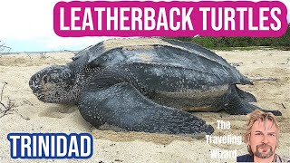 Leatherback Turtles Laying Eggs in Trindad [upl. by Annanhoj]