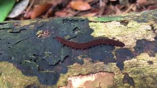 Velvet worm Onychophora on Pulau Ubin [upl. by Enisamoht]