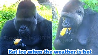 Eat ice when the weather is hot😆🤣💦Djeeco FamilyGorillaTaipei zoo [upl. by Petrina]