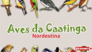 pássaros e aves da nossa caatinga nordestina [upl. by Dnartreb]