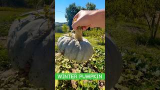 Harvesting a Perfect Winter Squash from the Garden  Halloween is Coming🎃 [upl. by Slifka]