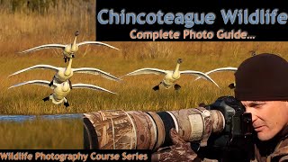 Chincoteague Island VA  Wild Photo Adventures [upl. by Sucramej46]