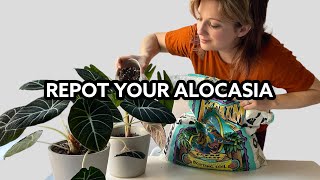 Repot an Alocasia and make Alocasia potting Mix [upl. by Bryana]