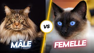 Chat Mâle VS Chat Femelle  Les Différences  Comment Choisir [upl. by Nek]