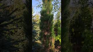 Pinus nigra Green Tower [upl. by Norat]