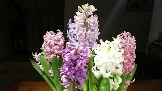 히야신스 키우기 How to grow Hyacinth plant [upl. by Robbi]