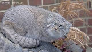 Pallas Cats on Exhibit  Prospect Park Zoo [upl. by Livvie]