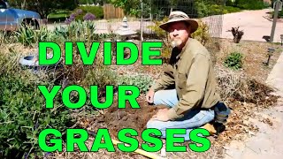 How to Divide and Propagate Ornamental Grass [upl. by Nahpets]