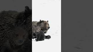 Wildlife PhotographyFelicia  Grizzly 863 out of the DenJackson HoleGrand Teton Park shorts [upl. by Ardnossak815]