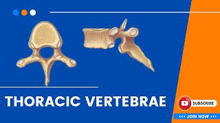 Thoracic Vertebrae  Osteology bones anatomy education mbbs neet World of Anatomy [upl. by Scarlett]