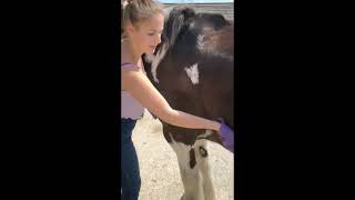 Equine Shoulder Massage [upl. by Aneed]