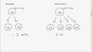 Leaving Cert Biology Mitosis vs Meiosis [upl. by Mir]