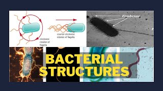 Bacterial Structures External to Cell Wall  Glycocalyx  axial filament  bacterial fimbriae  Pili [upl. by Aneev]